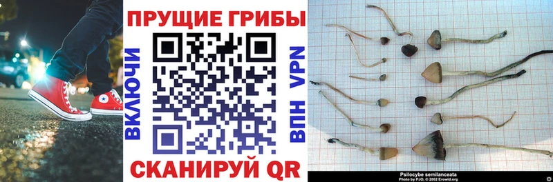 Псилоцибиновые грибы ЛСД  Беломорск 